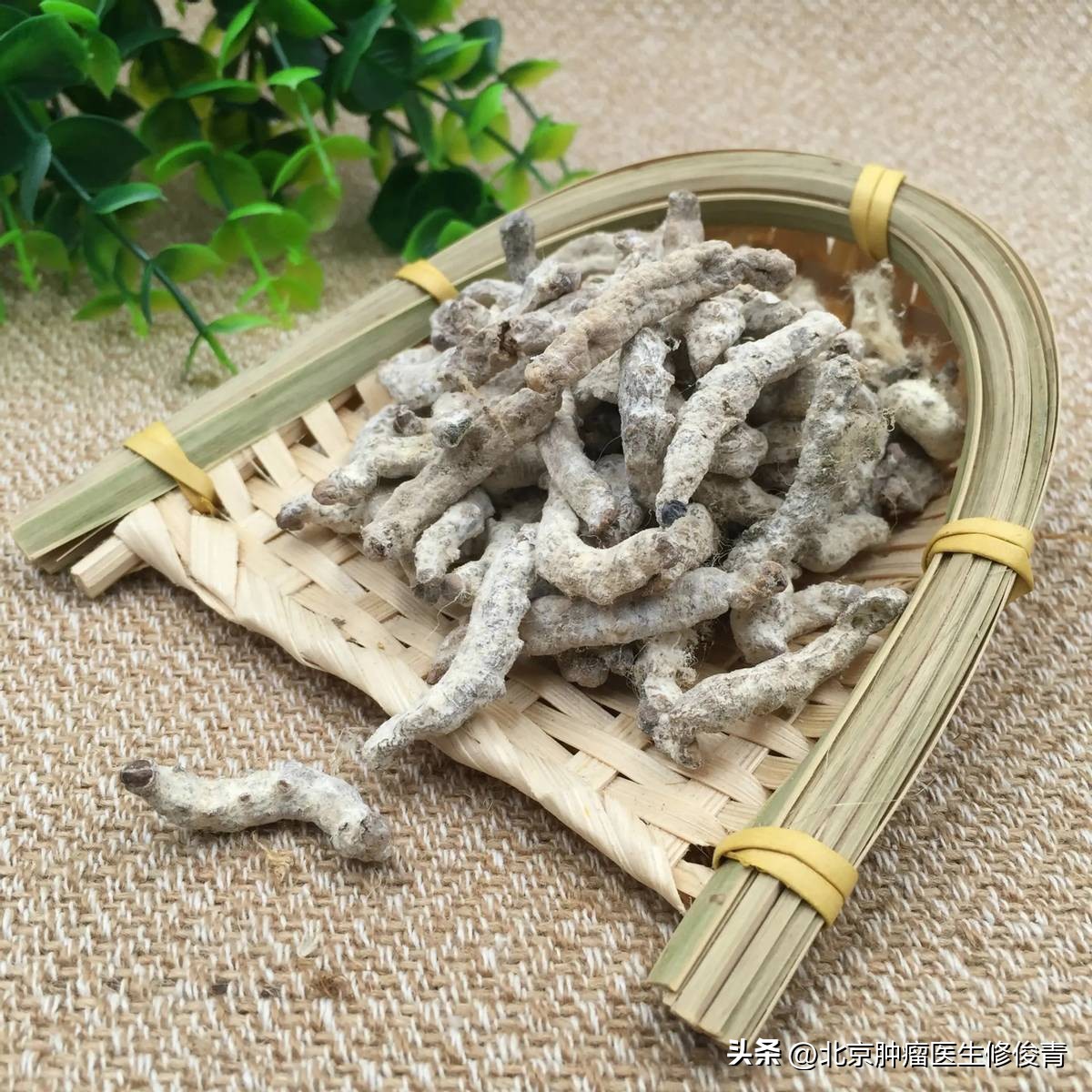 肺腺癌中医药方,中低分化腺癌中医治疗药方