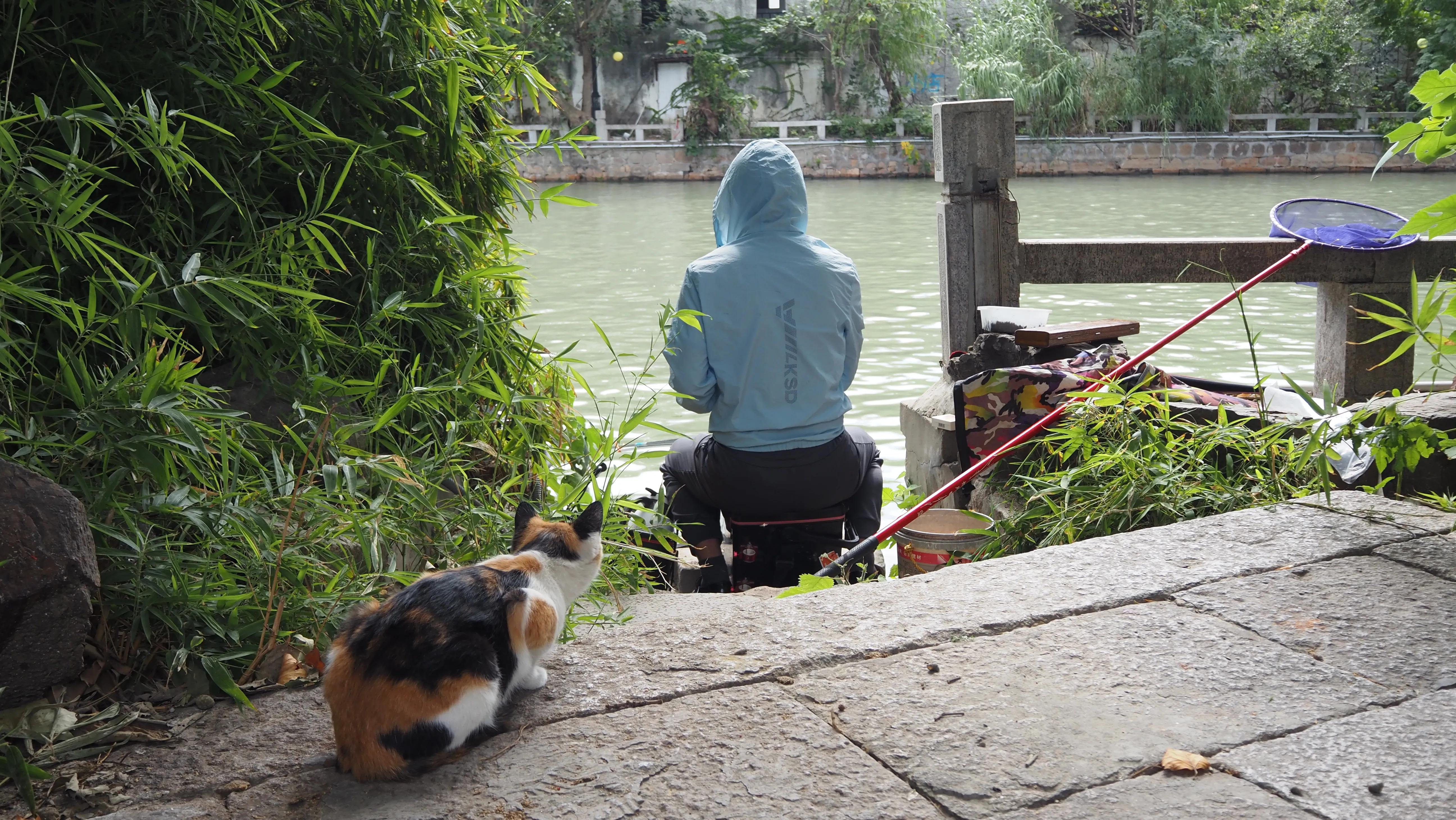 送你一段江南梦（又名:我最爱的苏州旅游线路，爱猫人士必逛）