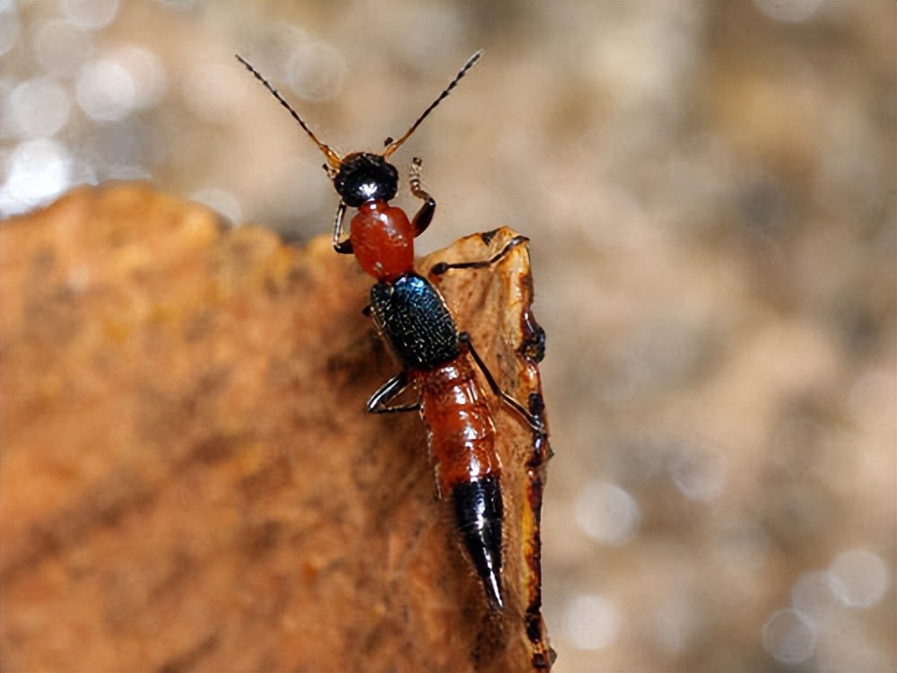 隐翅虫，今天，我遇见了它