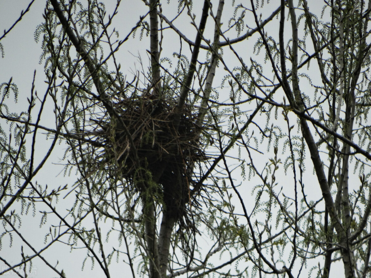 村记7钓鱼未成反钓蛇,蛇王藏身麻雀窝,钓鱼人掏鸟人的悲催噩梦