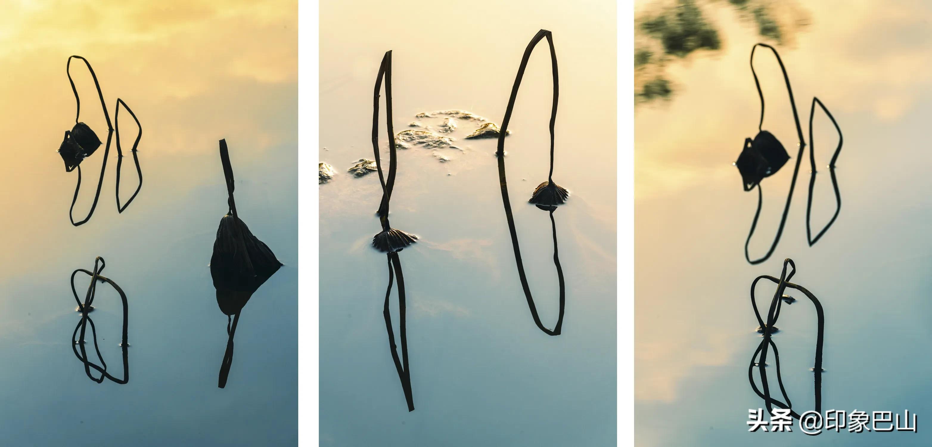 再发禅荷一组：岁月轮回一叶一菩提