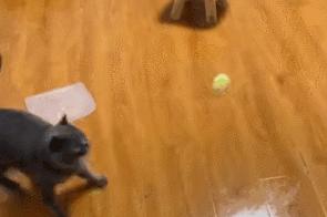 怎样测试猫咪的智商低还是高,如何测试猫咪的智商高不高