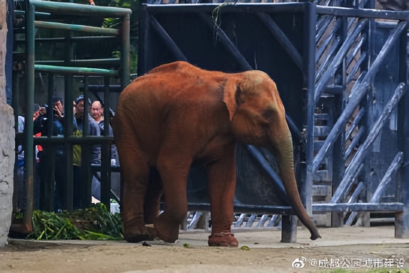 探秘动物的区域活动观察记录,成都动物园新动物