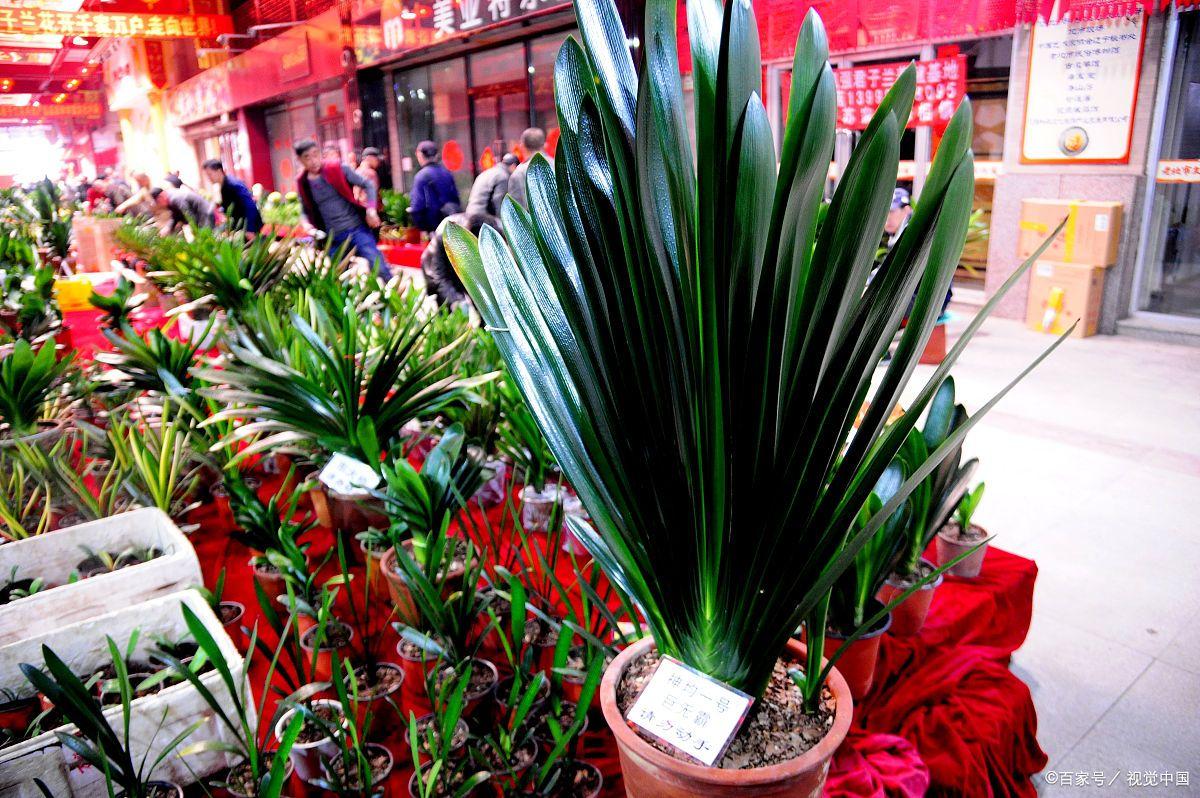 君子兰有三个不为人知的秘密,君子兰当年炒作到几十万一盆