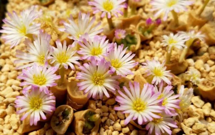 被奉为“顶配”的多肉石生花，光照片好看，入手就后悔，太丑