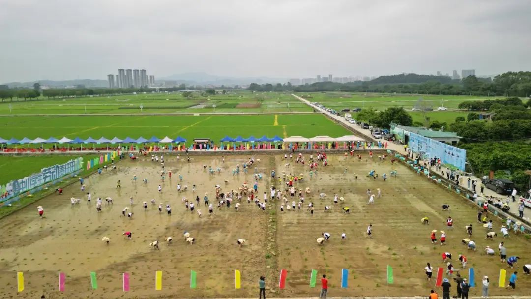 增城|莫丽贤：辞去都市白领职业，返乡创业当“新农人”