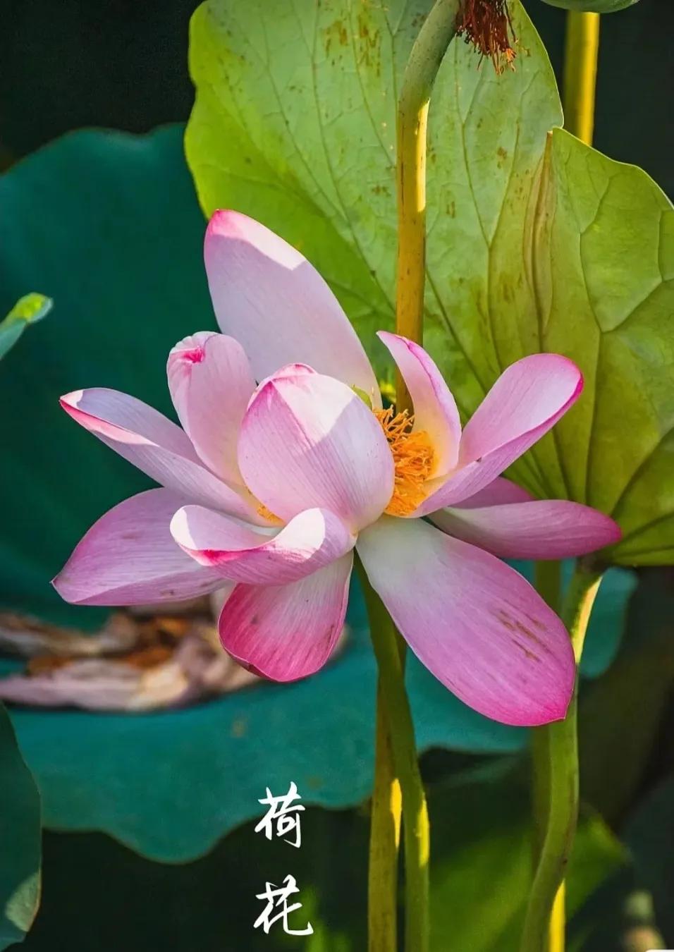 无穷莲叶，精彩纷呈