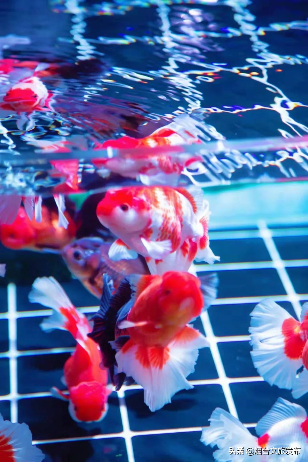 烟台祥和花鸟市场,烟台花鸟市场