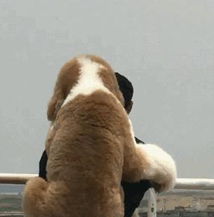 推荐几种好养又可爱温柔狗狗,5种最受欢迎的狗狗你养了哪一种