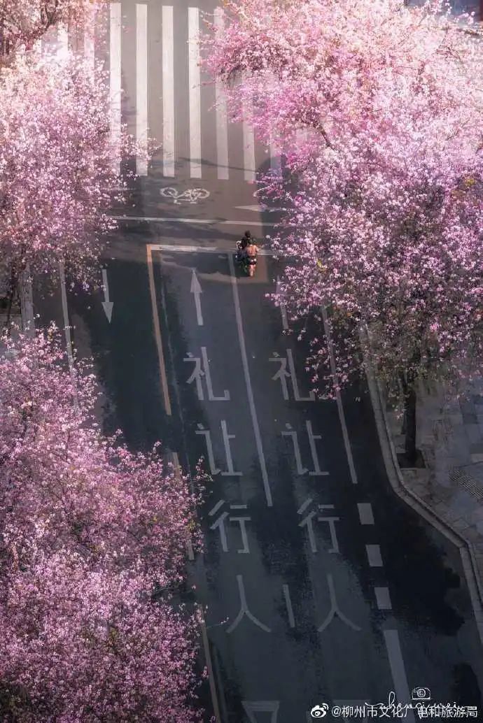 春天，我想到一座城，吃粉粉，看粉粉