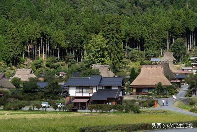 日本农村为什么不养家禽,日本禁止散养家禽吗