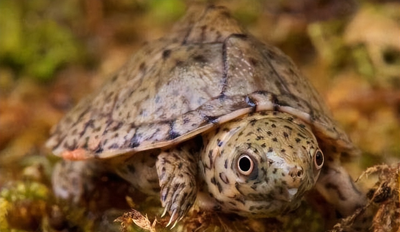 冬天新手养龟的最佳方法,新手养龟需要恒温器吗
