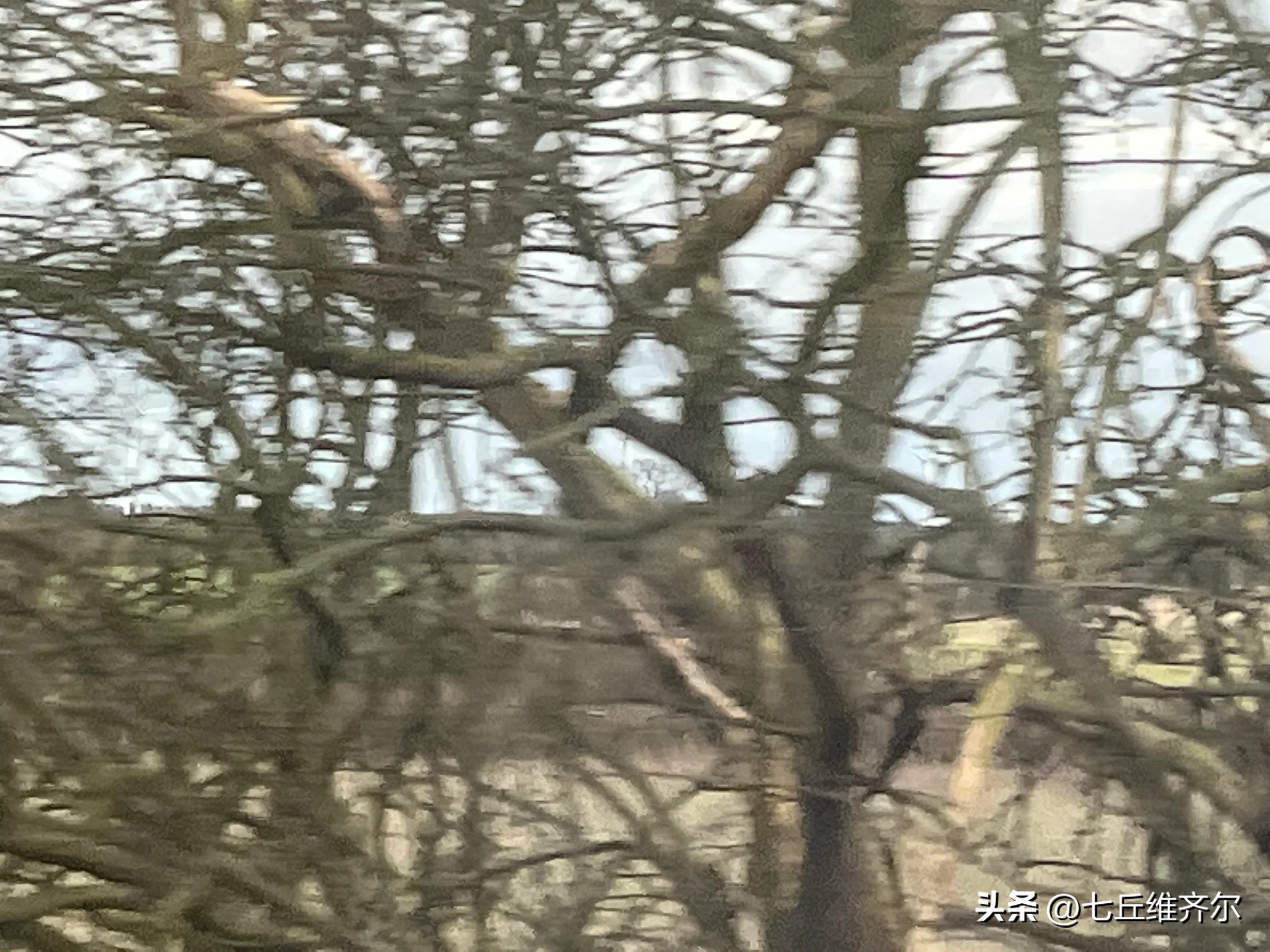 水肥草美牛羊壮上联,牛羊满圈的上联下联