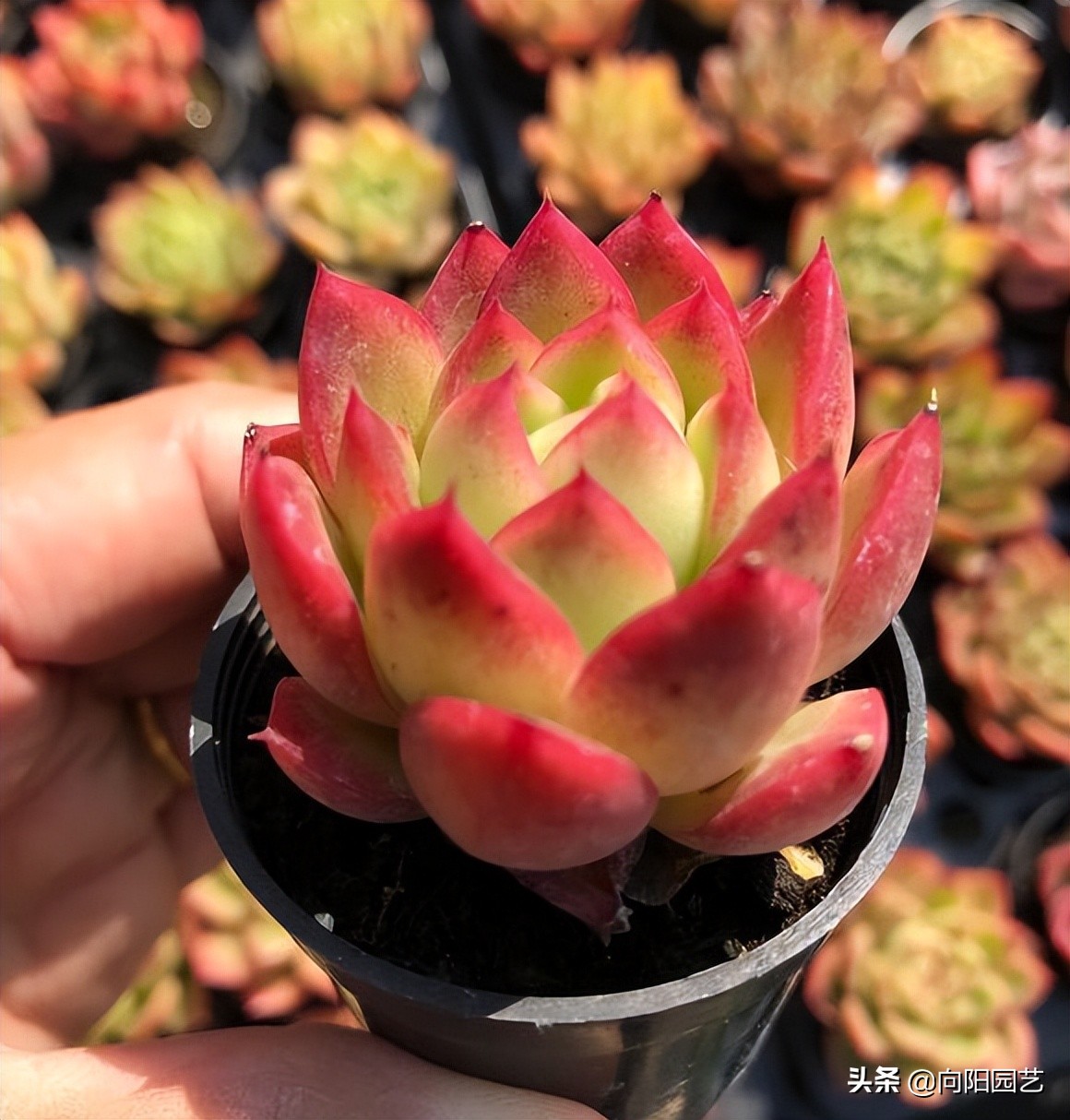 暴利的多肉产业，中间商赚5倍！云南多肉大棚，1棵多肉3毛钱