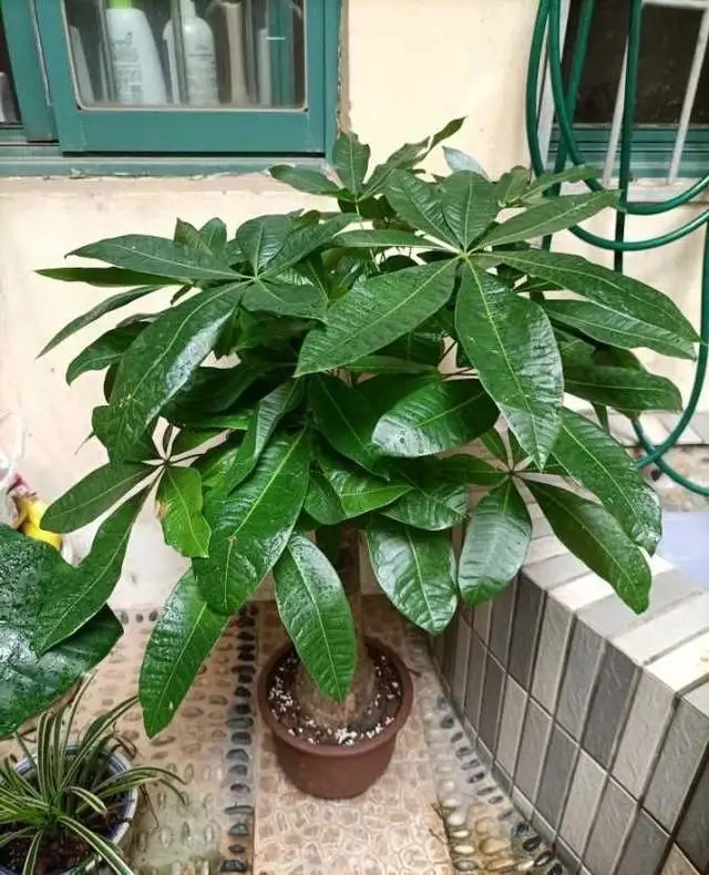 越养越吉利的三种花有哪些,玫瑰花老桩用大盆还是小盆栽培