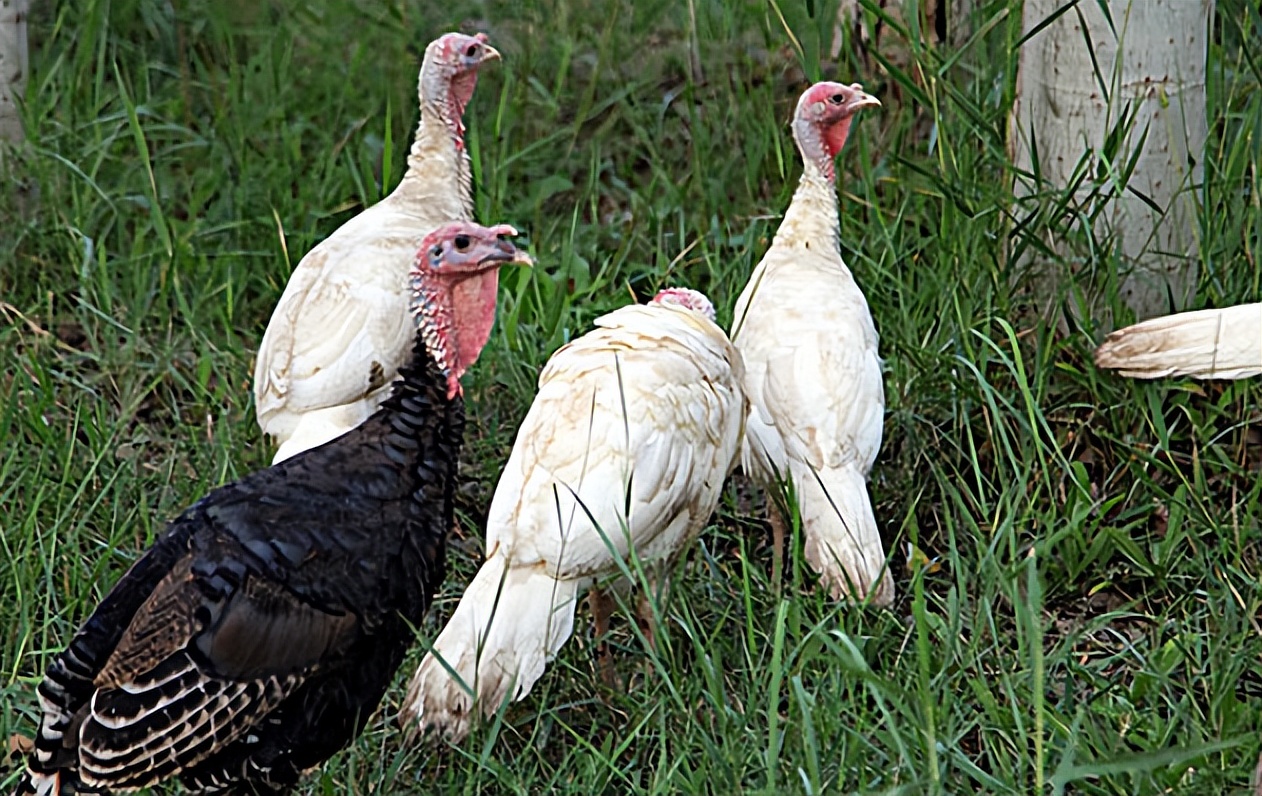 最新实用养鸡技术,30秒学会养鸡秘方