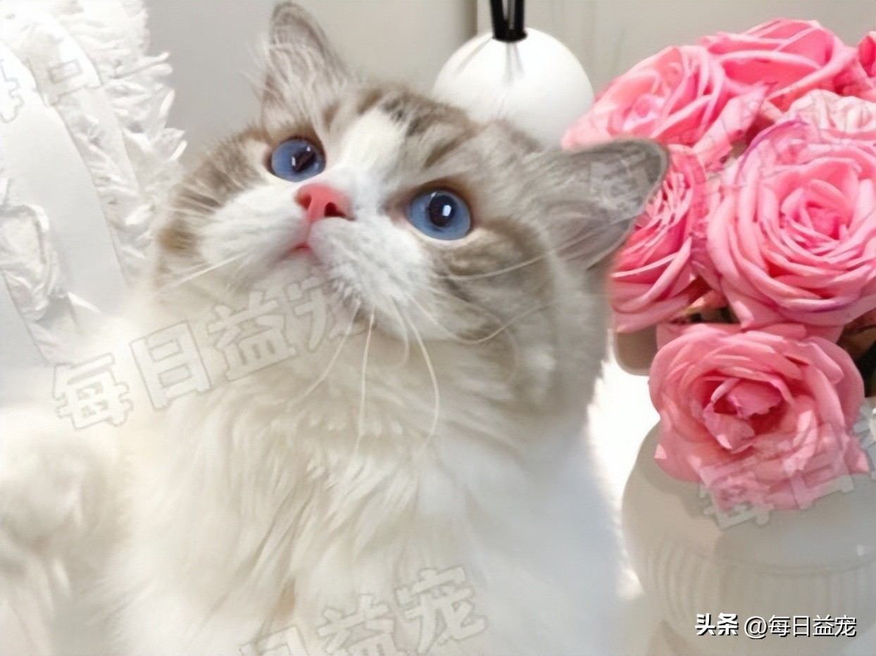 养了布偶猫感觉其他的猫丑,养了布偶猫后