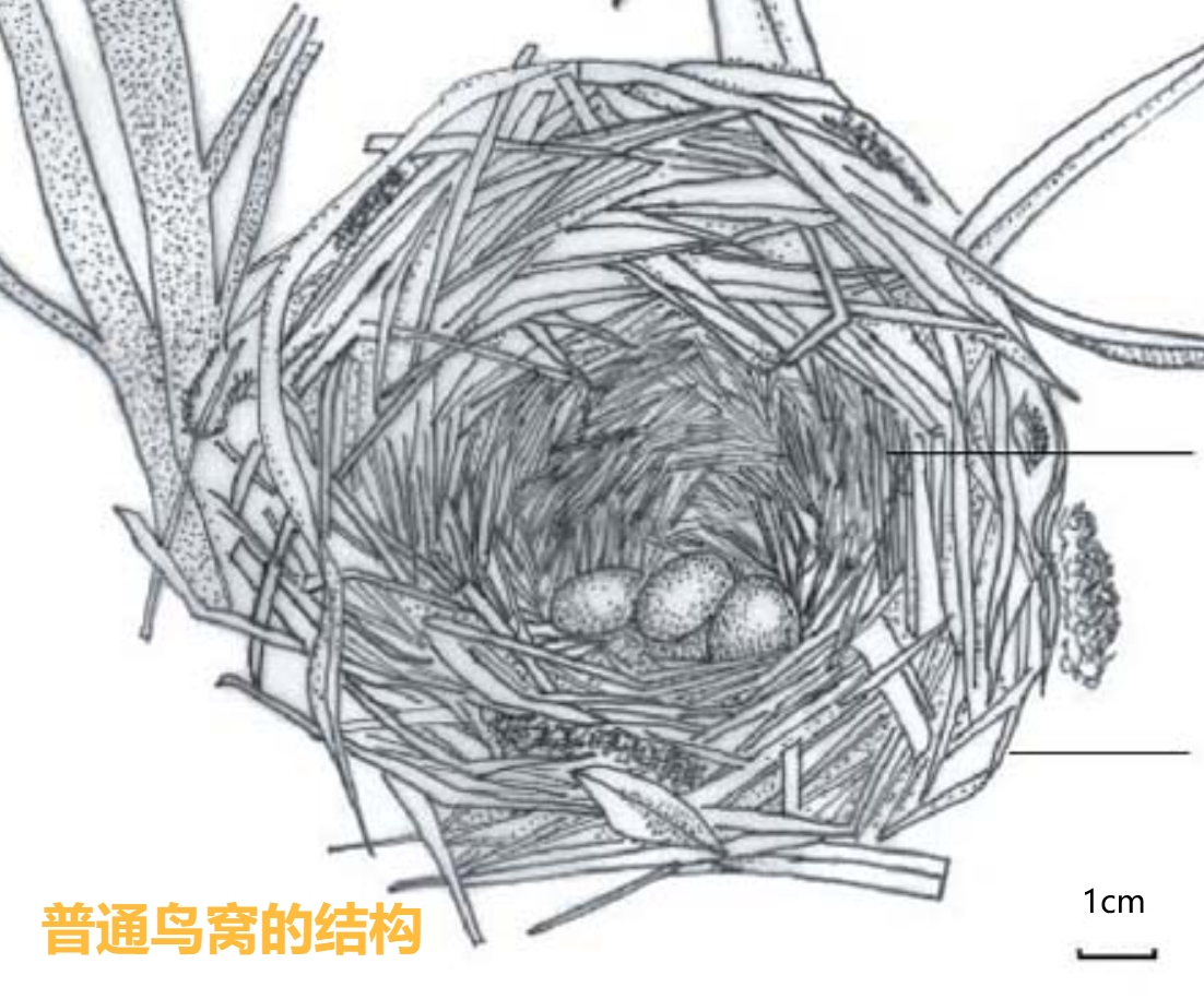 喜鹊窝防雨,喜鹊窝楼顶