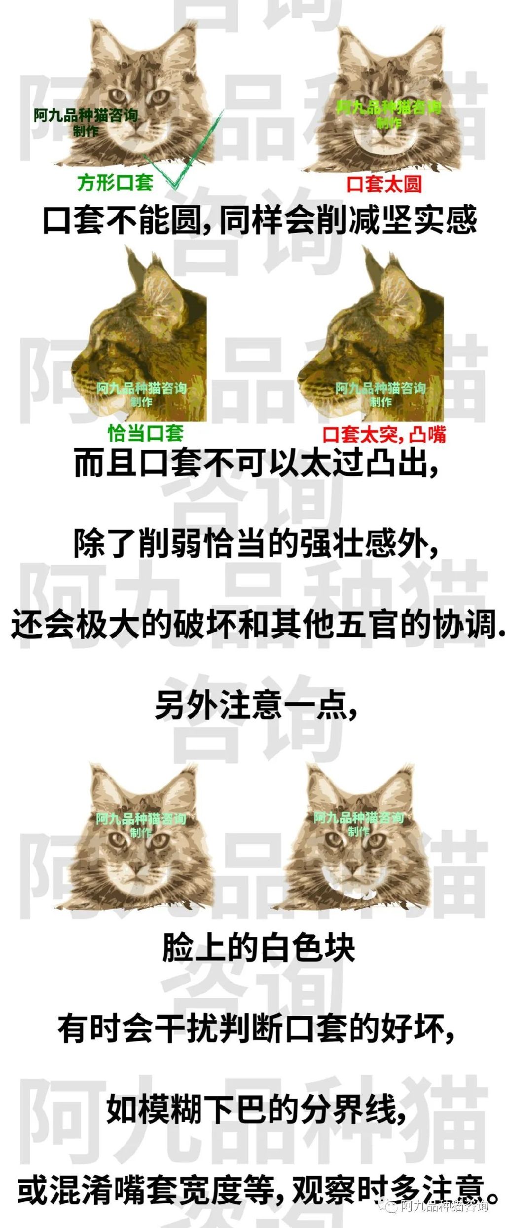 缅因猫品相极好的多少钱,品相一般的缅因猫什么价格