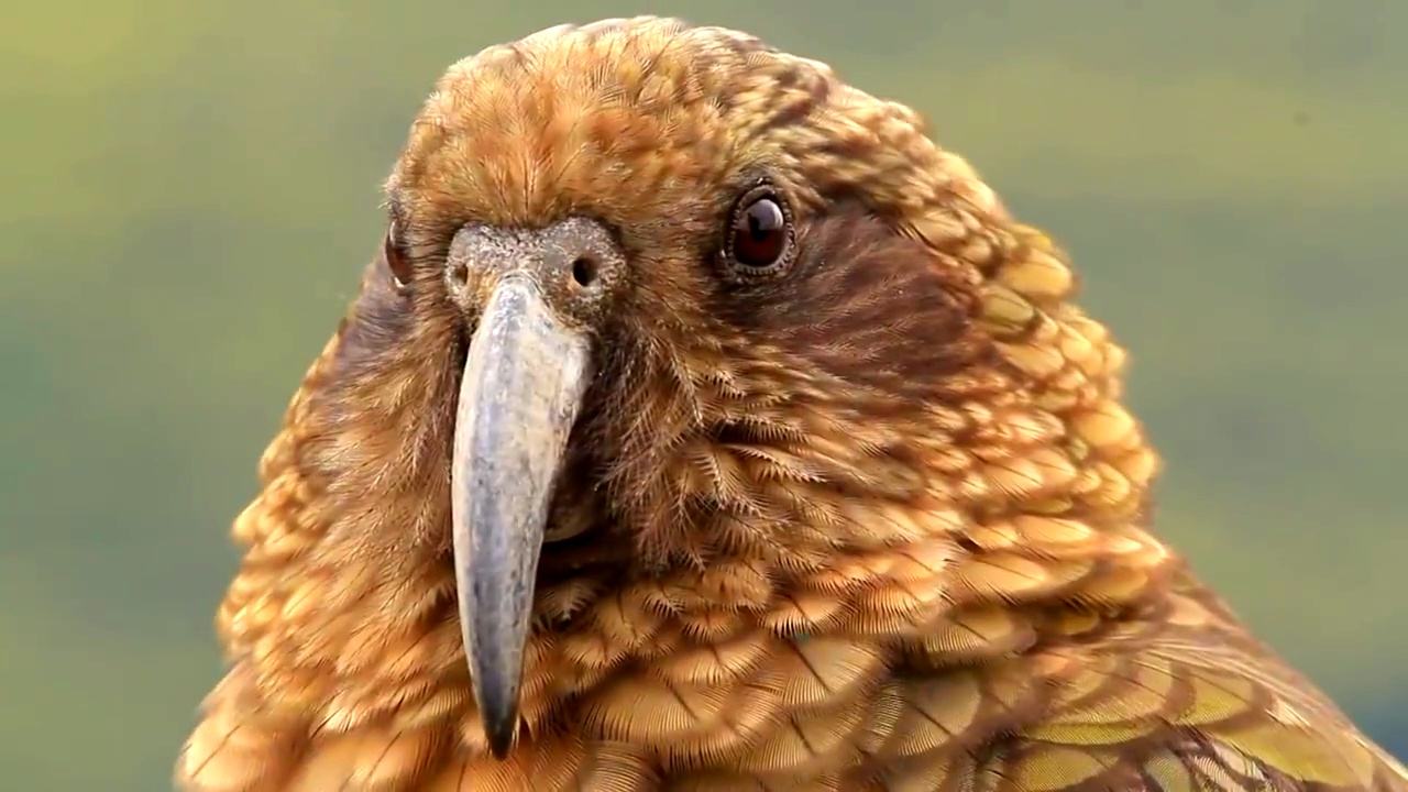 啄羊鹦鹉为什么不讨人喜欢,啄羊鹦鹉简介