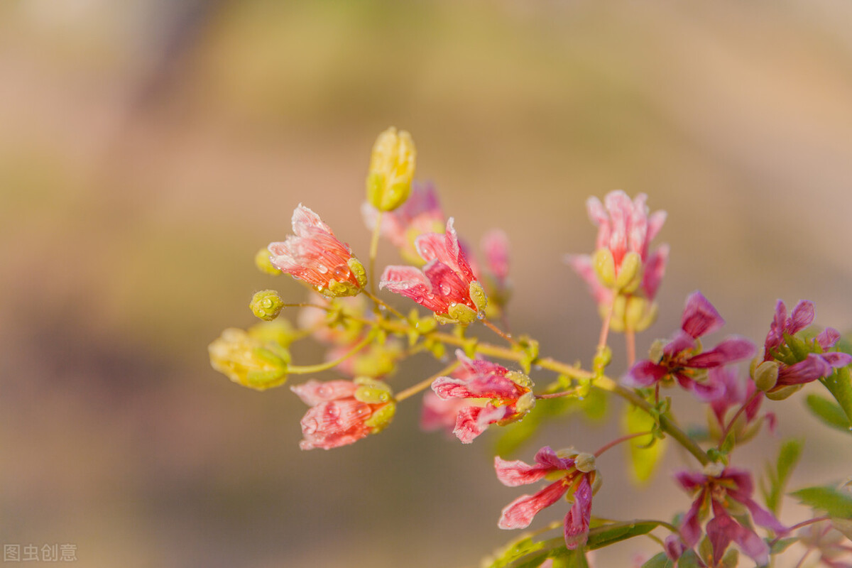 女人死了丈夫改嫁是什么心理,一个女人死了婆家是不是高兴