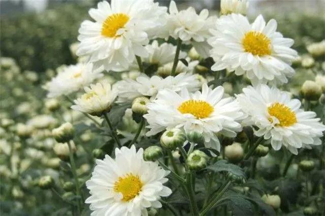 财神和月老吵架完整视频,财神和月老吵架完整版