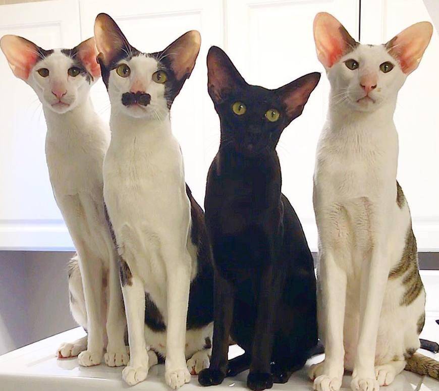 常见的18种宠物猫,性格、价钱和寿命一览