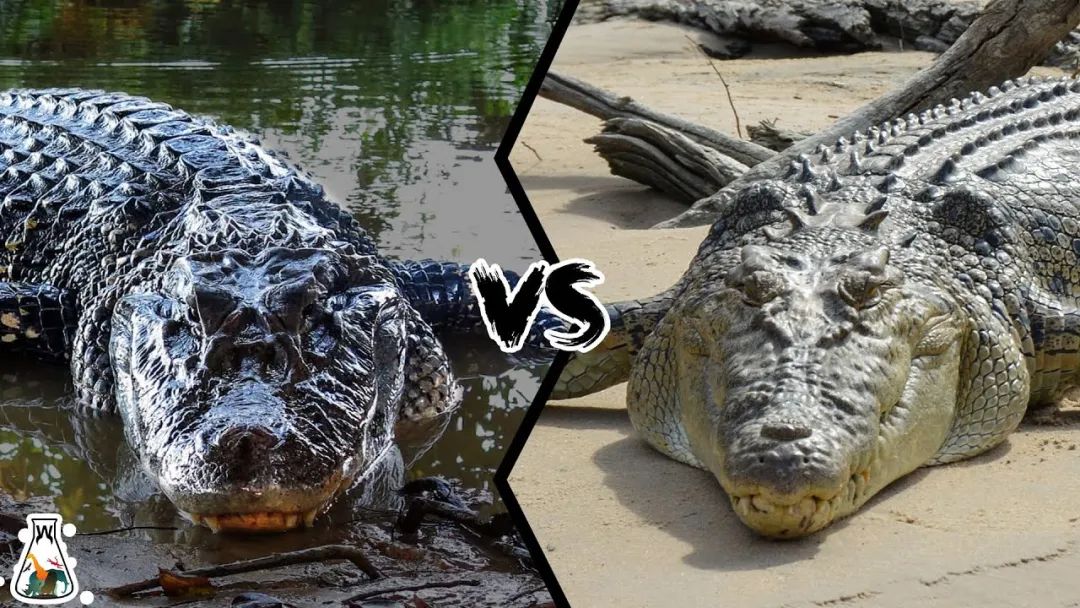 鳄鱼一口咬掉一半,鳄鱼被同类咬掉下颚