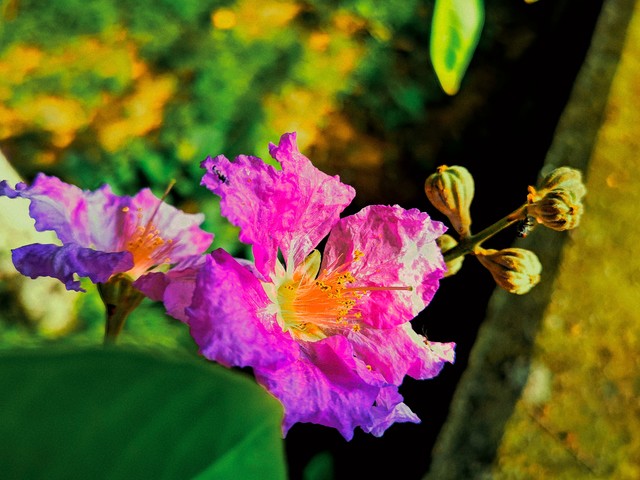 紫薇都市田园直播,紫薇都市田园好玩吗