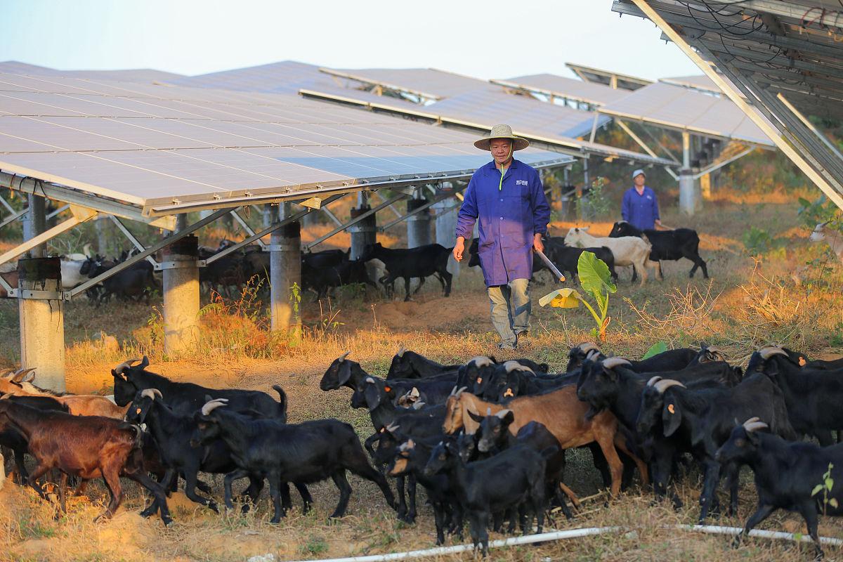 老羊倌,养羊20只羊利润最大化的方法