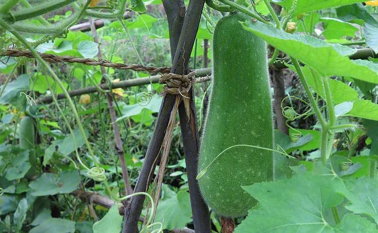 冬瓜果实的类型,冬瓜种子外形特点