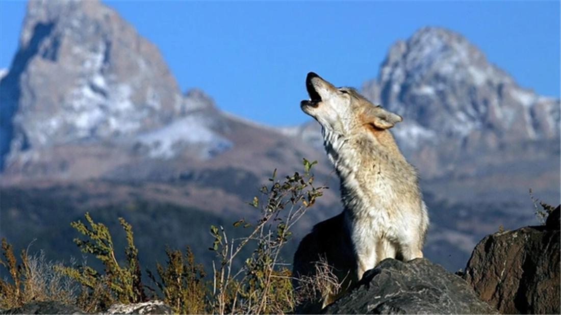 家中16只羊被3只狼咬死 (5只狼进村咬死村民的2只羊)