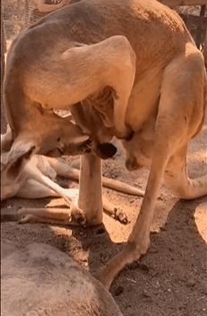 澳洲公袋鼠,澳洲的公袋鼠