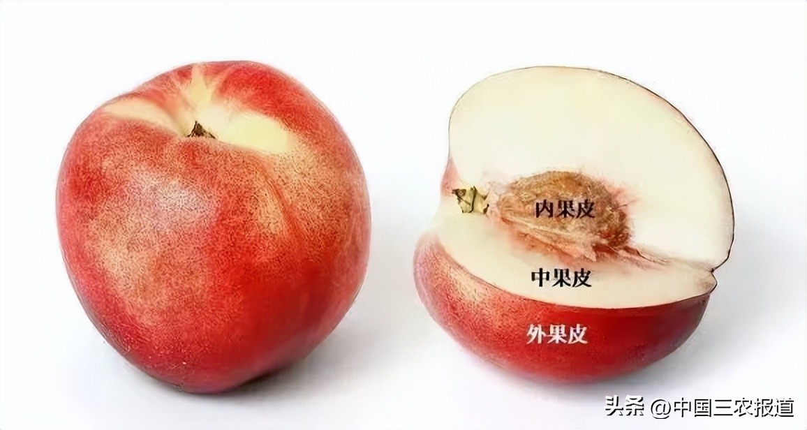 中秋节终极拷问：为什么没有“报恩”的无籽石榴？