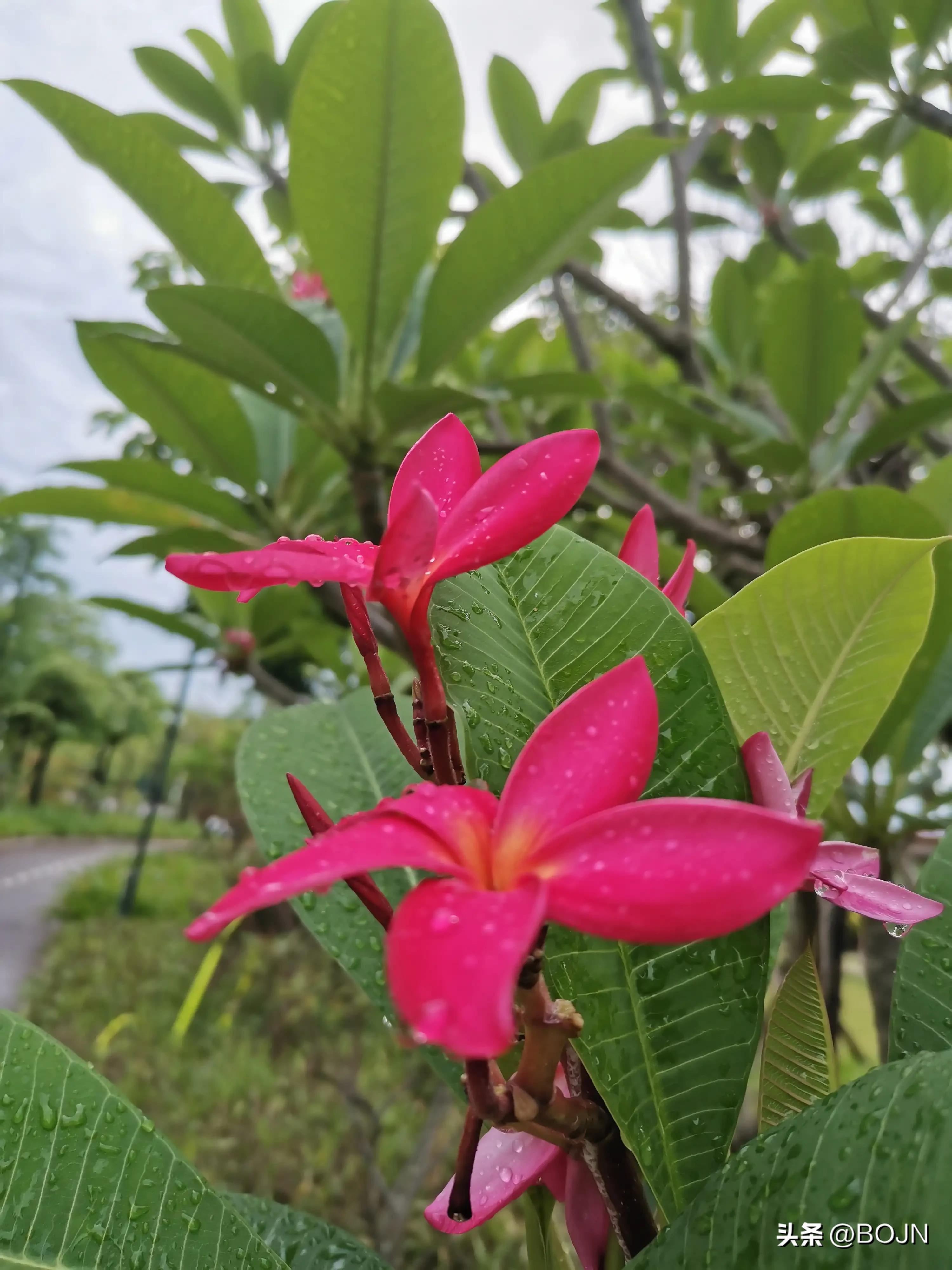 你能认出几种花来,大家能猜出什么花