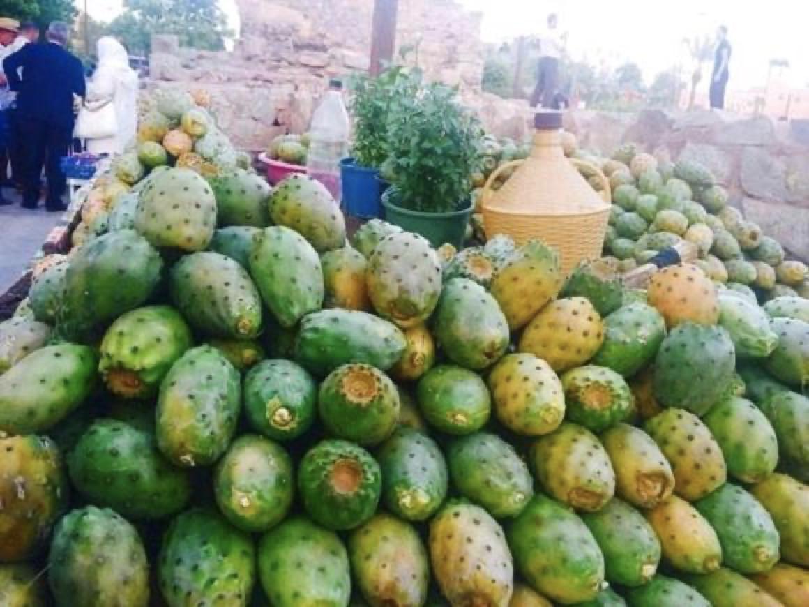 仙人掌养了20多年,最丰产的仙人掌