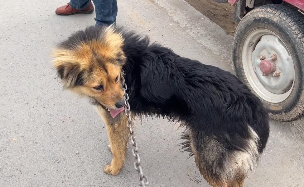 河南:200块,瘦德牧进了笼,发现大爷不舍,大娘:咱俩喂不起