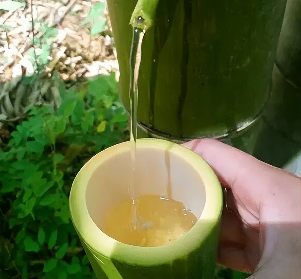 竹子做的酒真的能喝吗,竹子灌酒为什么酒没有了