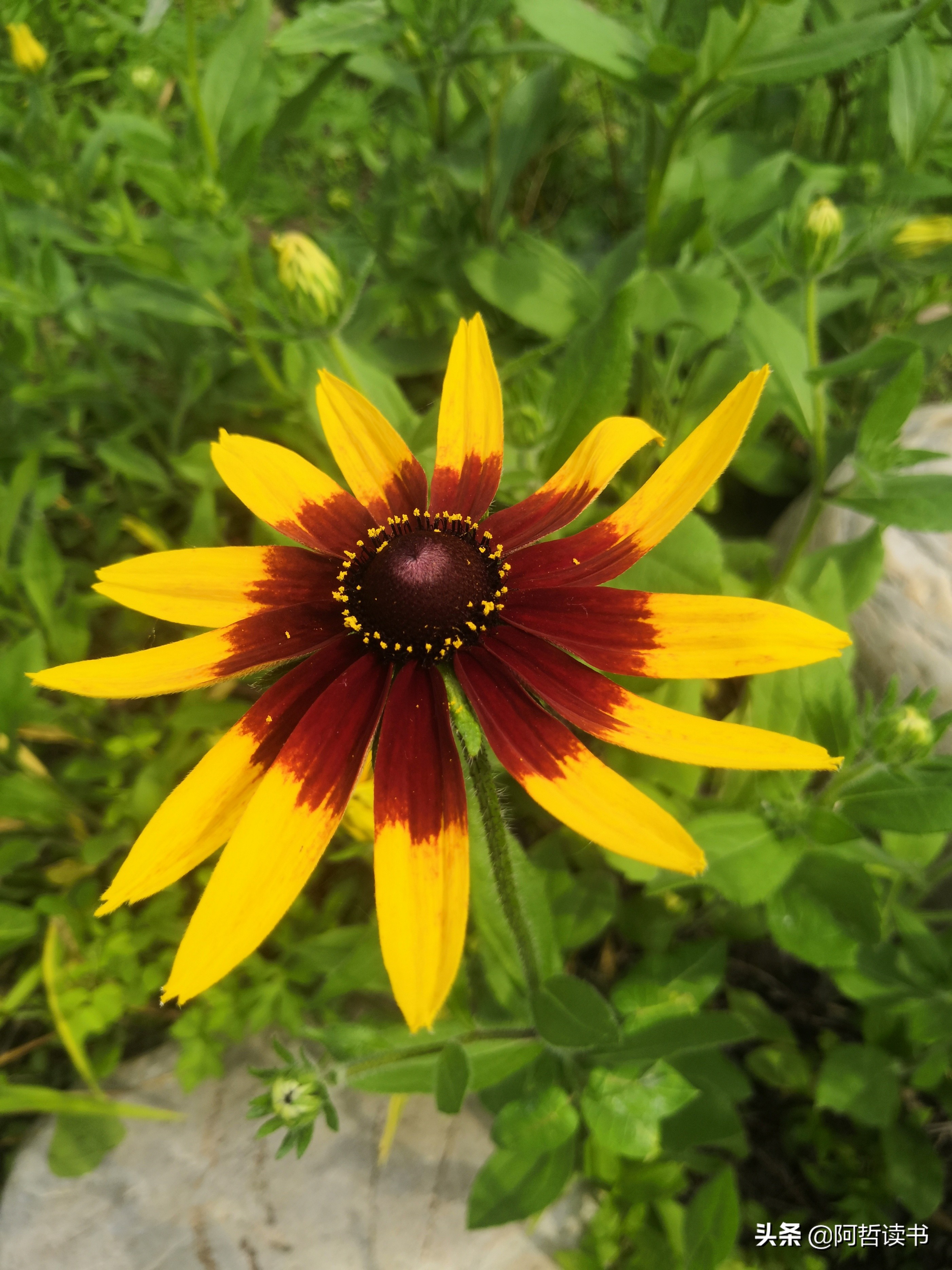 黑心金光菊:花名不雅,花姿灿烂,菊花里独特耀眼的一款