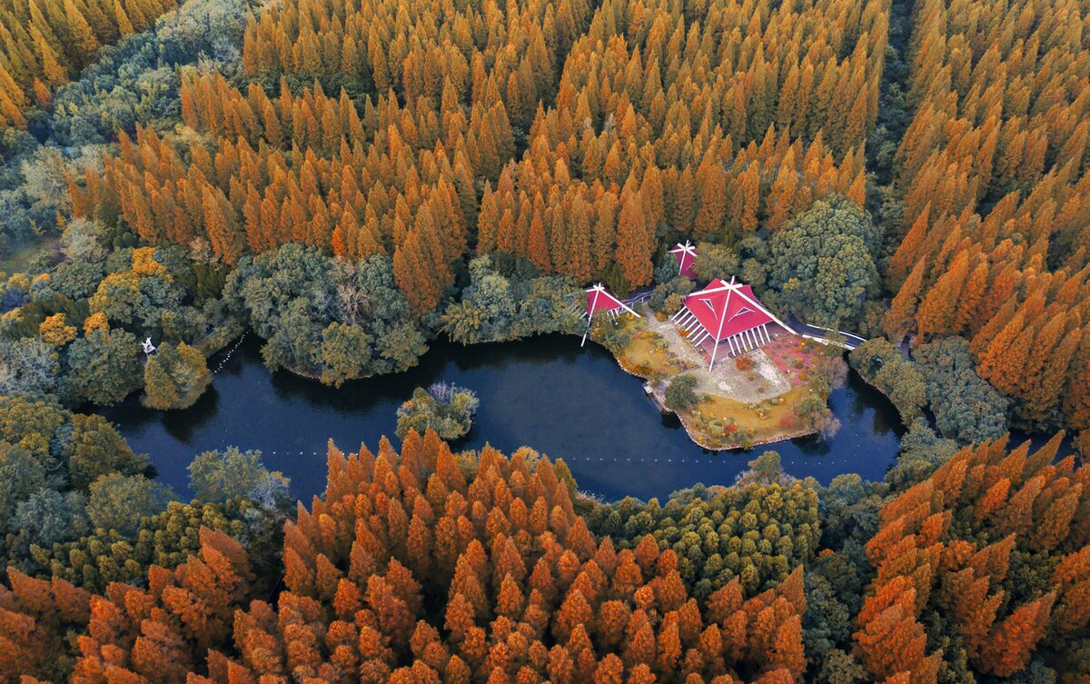 上海海湾国家森林公园在什么地方,上海国家森林公园有几个