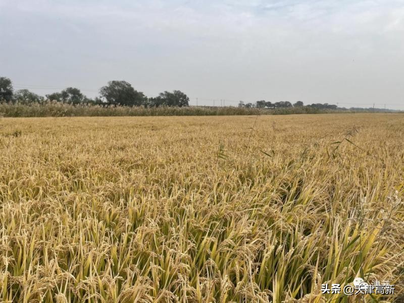 农民靠种地年收入达到3万,盐碱地增收