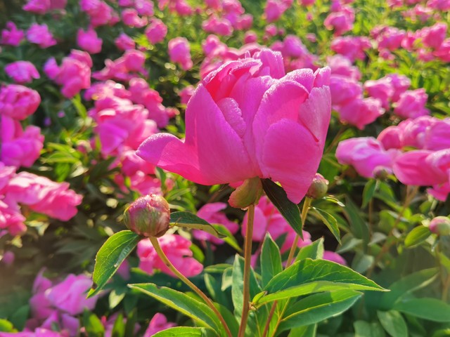 酒店小姐（10）