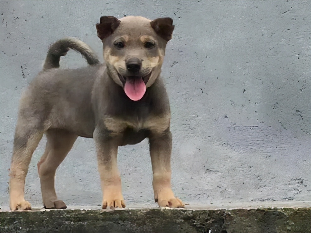 家里有狗就会一直打喷嚏是过敏吗,对狗吹了一口气狗一直打喷嚏