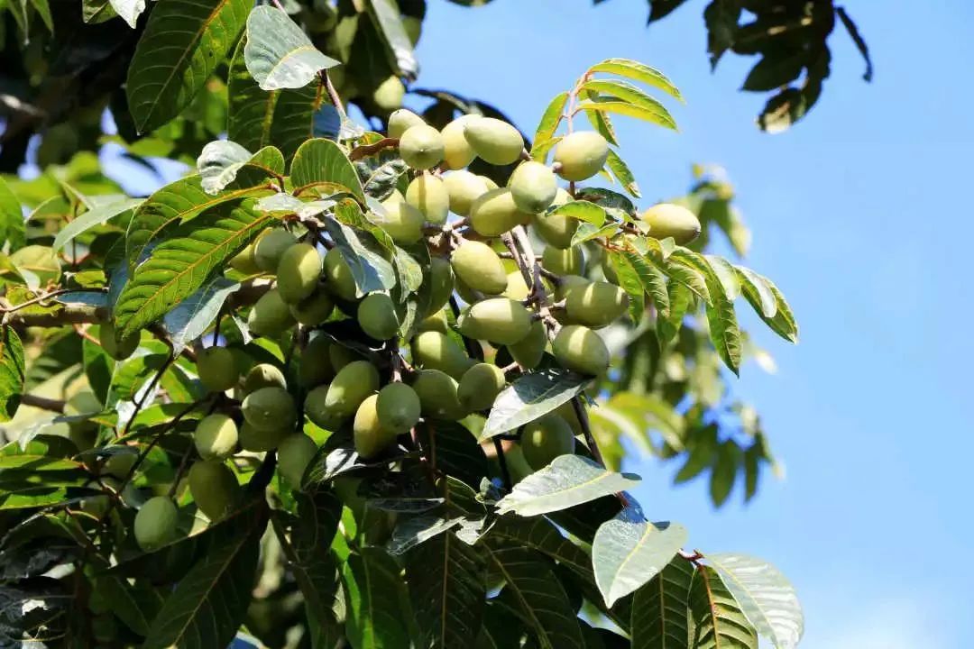 今日聚焦│闽侯县白沙镇：小橄榄飘香“镇”兴路