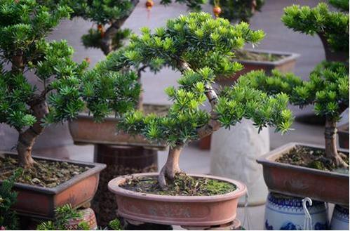 盆景造型类型有哪些,盆景造型种类