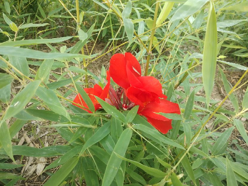 《她这样是嫌弃婆母吗》
