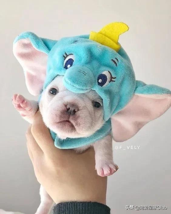 法国斗牛犬是小型犬吗,法国斗牛犬奶油