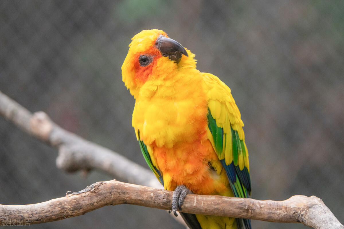 鹦鹉出血急救方法视频播放,玄凤鹦鹉临死之前的急救方法