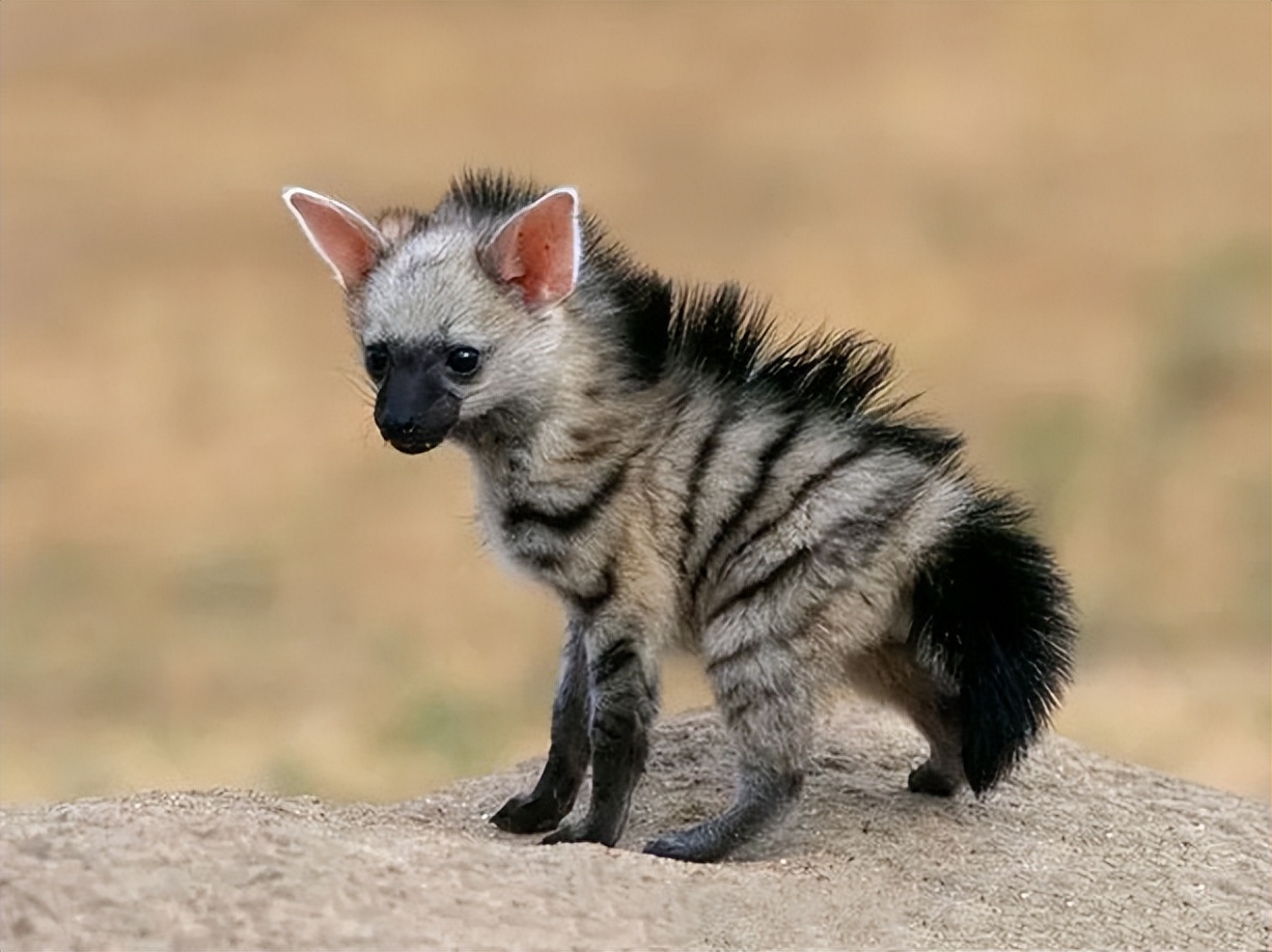 26张离奇动物照片：克苏鲁大人在沙滩爬行，货轮撞翻鲸鱼