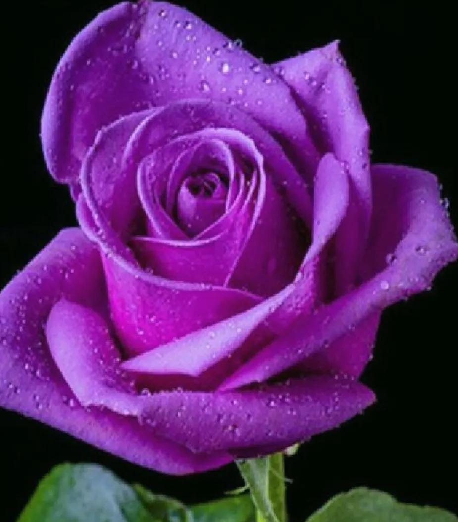 失眠吃中药能睡药一停又会失眠吗,失眠吃中药副作用大吗